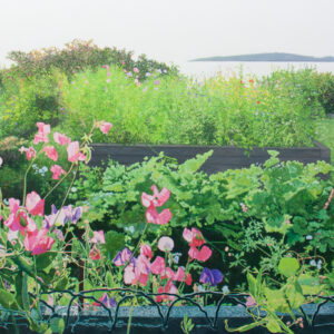 Jardin de fleurs d’été (série #3) (Kamouraska, QC) 2025
