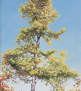 Un pin dans la lumière du matin (Buckhorn, ON) 2026