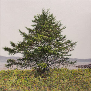 Le sapin de l’Isle-aux-Coudres (Isle-aux-coudres, QC) 2026