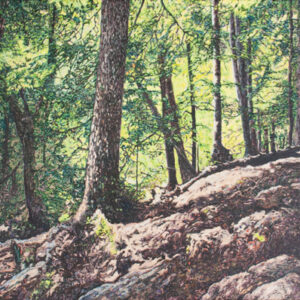 Sous-bois (étude) (Parc des Chutes Dorwin, Rawdon, QC) 2025