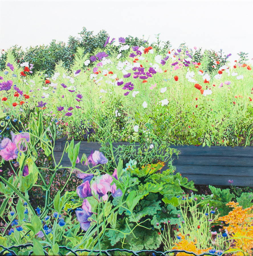 Read more about the article Jardin de fleurs d’été – Pois de senteur (Kamouraska, QC)      2026