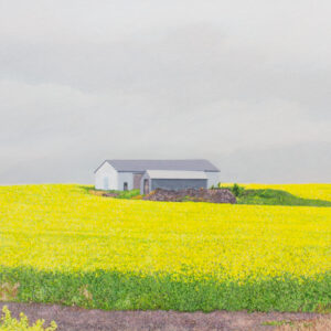 Painting by Julie Desmarais - Champ de fleurs de moutarde (Ile d'Orlean, QC)