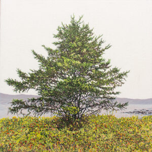 Le sapin de l’Isle-aux-Coudres (Isle-aux-coudres, QC) 2026