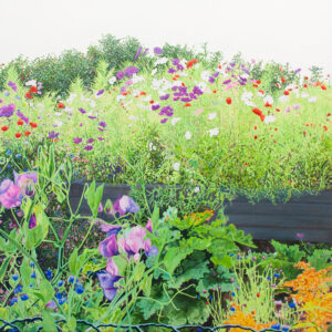 Jardin de fleurs d’été – Pois de senteur (Kamouraska, QC) 2026 Peinture à l'huile sur toile représentant un magnifique jardin de fleurs dans la région du Kamouraska, Québec. Oeuvre aliant le pointillisme, impressionnisme et réalisme. Oeuvre peinte sur toile galerie (épaisseur 4 cm). Inclue l'encadrement, bois de chêne, teint brun foncé, de type "Shadow Box Frame" Dimensions finales avec encadrement : 64cm (H) x 6cm (P) x 64 cm (L)